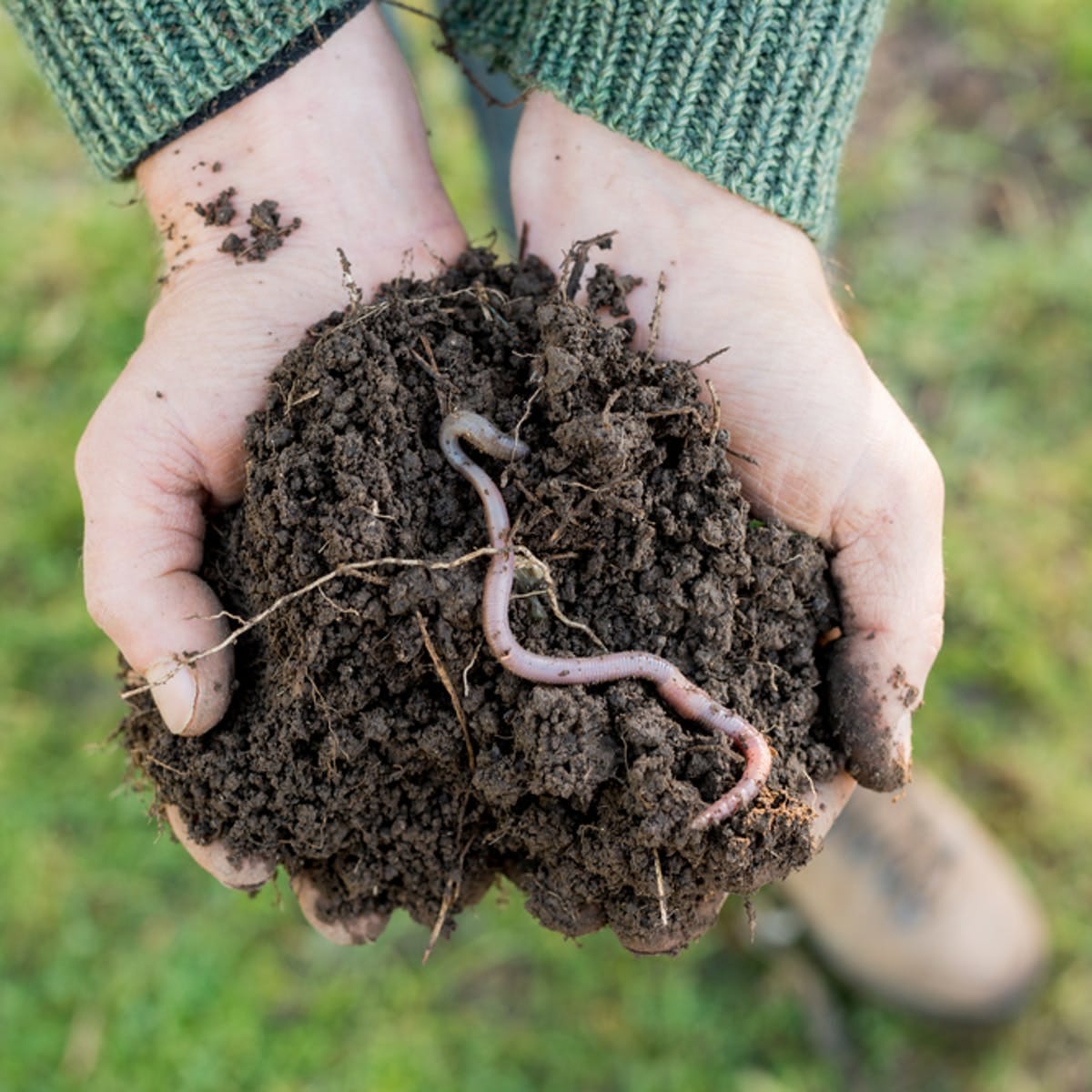 Earthworms enhancing soil structure