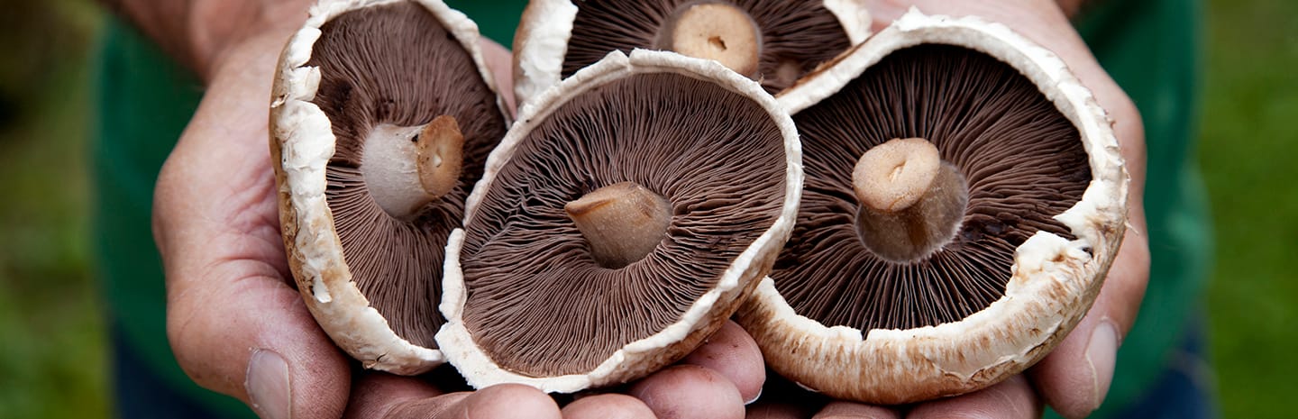 Mushrooms breaking down organic matter