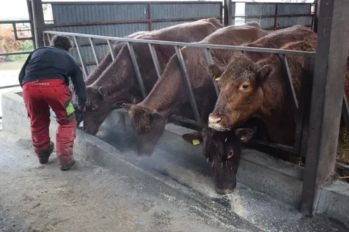 Biochar for Cattle: Advancing Sustainable Farming Practices